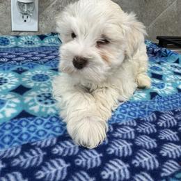 Kara- Astra - White female Miniature Schnauzer puppy in Pearland, Texas from K & S Schnauzers
