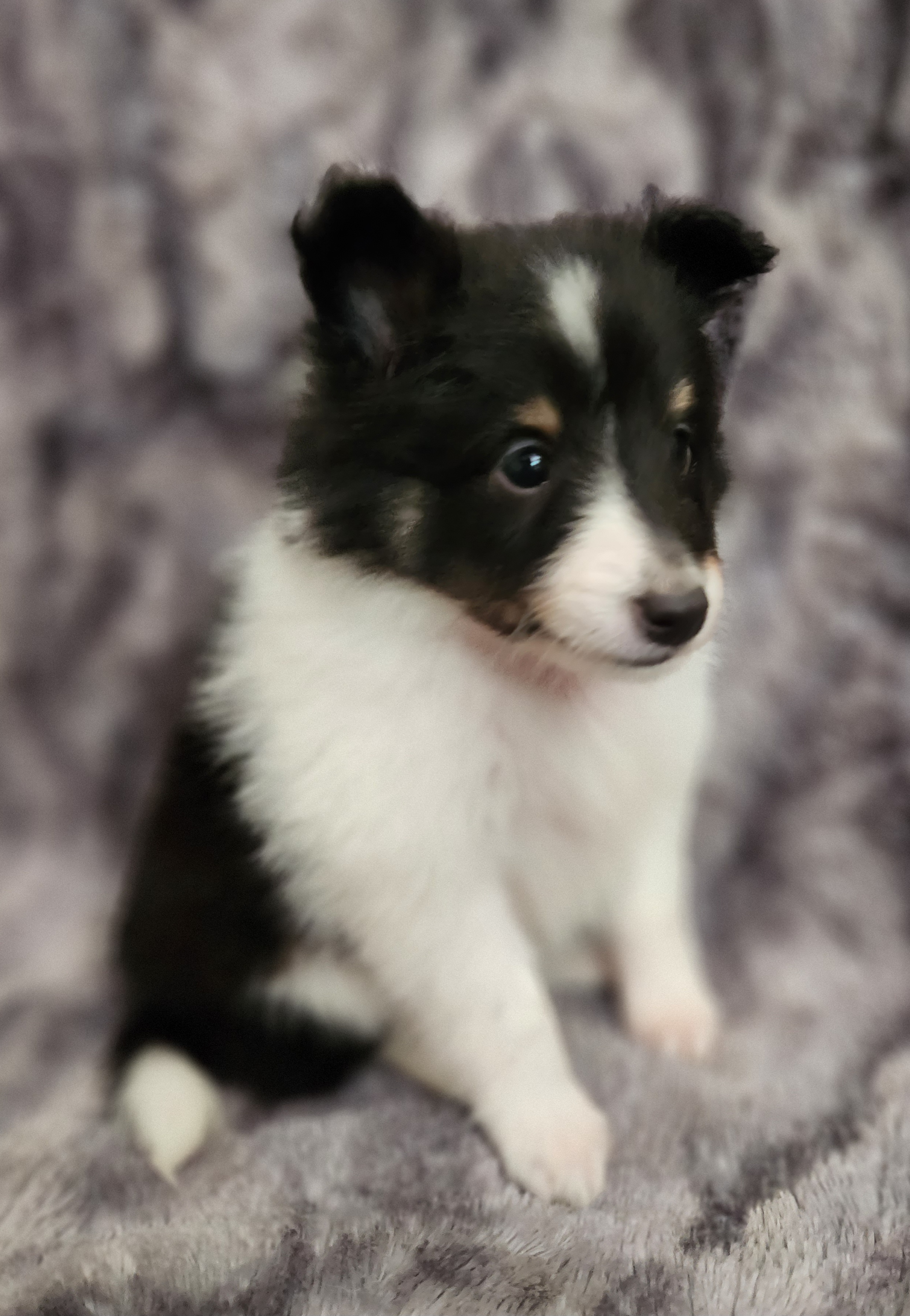 Shetland Sheepdog Puppies from Hope's Heart Shelties