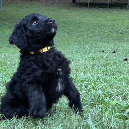 Aussiedoodle Puppies from Friendship Family Farm