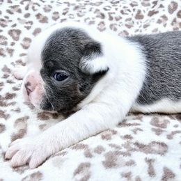 Boy 2 - Black and white Boston Terrier puppy in Anson, Texas from Adrienne Campbell's Boston Terriers