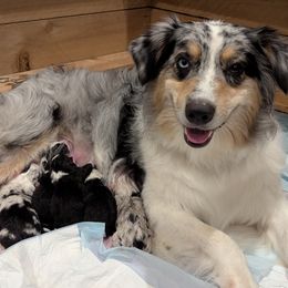 Australian Shepherd puppies from Gypsy's Charm Australian Shepherds