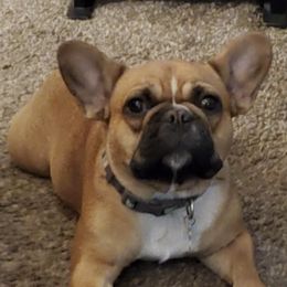 French Bulldogs from Boondock Bullies