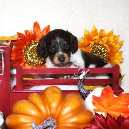 Voorhees - Piebald male Dachshund puppy in Corbin, Kentucky from White River Valley Kennel