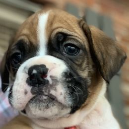 Boxers from Blueberry Hill Boxers