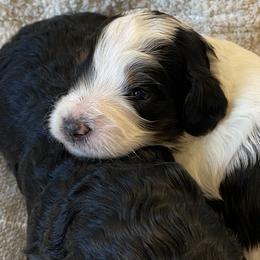 Bernedoodle Puppies from Scarlett Doodles