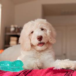 Montauk - White male Bernedoodle puppy in Maricopa, Arizona from Desert Ridge Doodles
