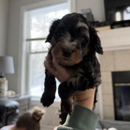 Cavapoo Puppies from House of Cavapoos