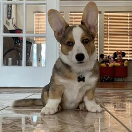 Cardigan Welsh Corgis from Deborah King's Cardigan Welsh Corgis
