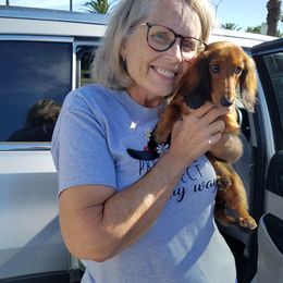 Dachshund Puppies from Windy Ridge Miniatures