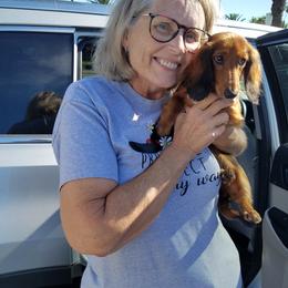Dachshund Puppies from Windy Ridge Miniatures