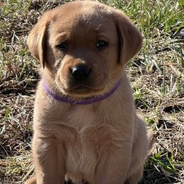 Girl 1 - Labrador Retriever puppy in Griswold, Connecticut from Ware the Labs Are