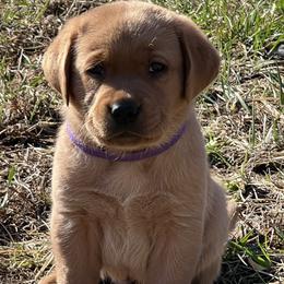 Girl 1 - Labrador Retriever puppy in Griswold, Connecticut from Ware the Labs Are