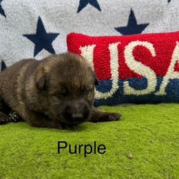 German Shepherd Puppies from LORI Zanin