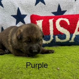 German Shepherd Puppies from LORI Zanin