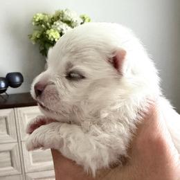 BELLE - White female Pomeranian puppy in Pavilion, New York from Calverton Pomeranians