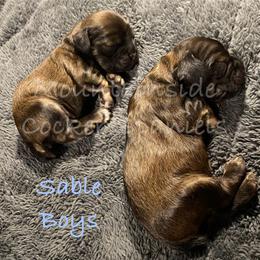 "Ready 3/1/24" Cocker Spaniel Puppies from Mountainside Cocker Spaniels