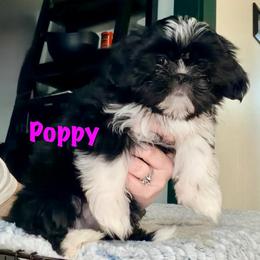 Poppy - Black and white female Shih Tzu puppy in Hull, Georgia from Precious to the world Shih Tzu’s