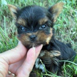 Juno - Black and tan male Yorkshire Terrier puppy in Lebanon, Kentucky from Mosaic Merle Doodles