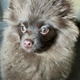 Bentley Whelan - Pomeranian