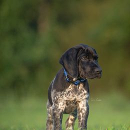 German Shorthaired Pointer and Vizsla Puppies from Nosam Kennels