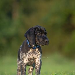 German Shorthaired Pointer and Vizsla Puppies from Nosam Kennels