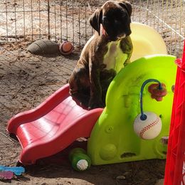 Boxer Puppies from Von Haus Piner