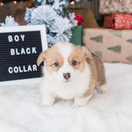 Cardigan Welsh Corgi and Pembroke Welsh Corgi Puppies from Corgi 4 Christ
