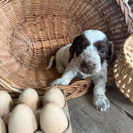 Rich - Piebald male Dachshund puppy in Cabool, Missouri from White Cottage Dachshunds