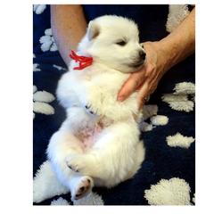Red - White male American Eskimo Dog puppy in Redlands, Ca, Usa, California from Tribe of Aryelle