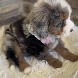 Bernedoodle, Cavapoo, and Goldendoodle Puppies from Blackberry Farm Puppies
