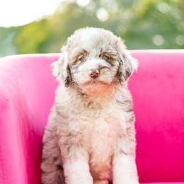 Aussiedoodle, Bordoodle, Goldendoodle, and Sheepadoodle Puppies from Crooked Creek Doodles and Poodles