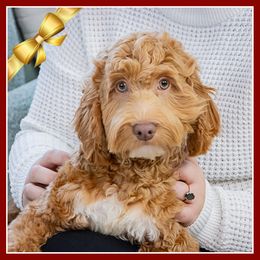 Rita - Red female Cockapoo puppy in Connersville, Indiana from Deaz Doodle Ranch
