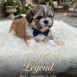 Legend grey - Brindle male Shih Tzu puppy in Temple, Pennsylvania from Kathy Diego's Shih Tzus