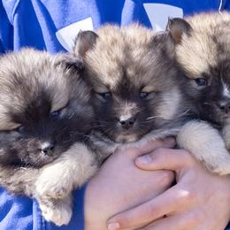 Pomsky Puppies from New World Pomskies