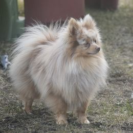 Rafiki - Pomeranian