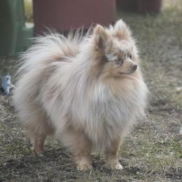 Rafiki - Pomeranian