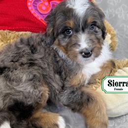 Sierra - Merle female Bernedoodle puppy in Milan, Indiana from Doodles & Spice