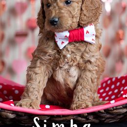 Goldendoodle Puppies from Harpers Goldendoodles on the Hill