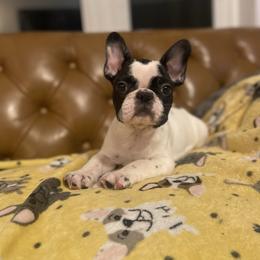 Branson - Brindle and white male French Bulldog puppy in Sidney Center, New York from iFrenchi