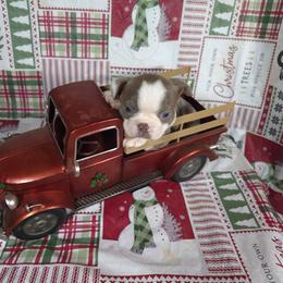 Bingo - Lilac female Boston Terrier puppy in Millers Creek, North Carolina from Tumbling Shoals Hilltop Bostons