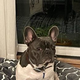 Gwen - French Bulldog