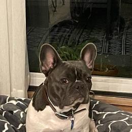 Gwen - French Bulldog