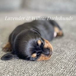 Dachshund Puppies from Lavender and Willow Dachshunds