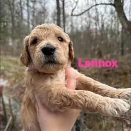 Lennox - Apricot female Goldendoodle puppy in Prosperity, Pennsylvania from Stelladoodles & Company