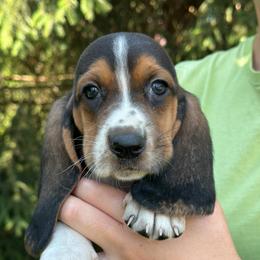 Boy 1 - Black brown and white male Basset Hound puppy in Lindley, New York from Hill Top Basset Hounds & Cane Corso