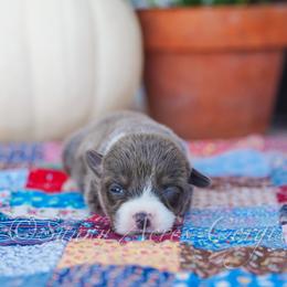 Maple - Blue female Pembroke Welsh Corgi puppy in Bedford, Indiana from Sunny Acres Corgis