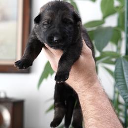 Lux - Sable male German Shepherd puppy in Coarsegold, California from Yosemite Shepherds