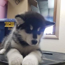 Alaskan Malamute Puppies from Kaylatee Alaskan Malamutes