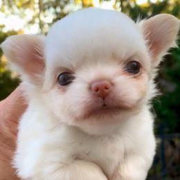 Carrie (5000 USD) - Cream and white female Chihuahua puppy in Morrisville, North Carolina from Mozzafiato Chihuahuas