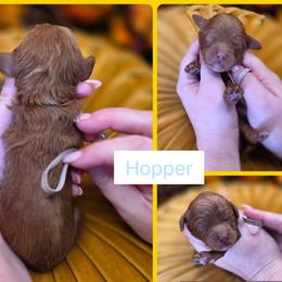 Hopper - Red  male Goldendoodle puppy in Decatur, Tennessee from Diamond's Doodles